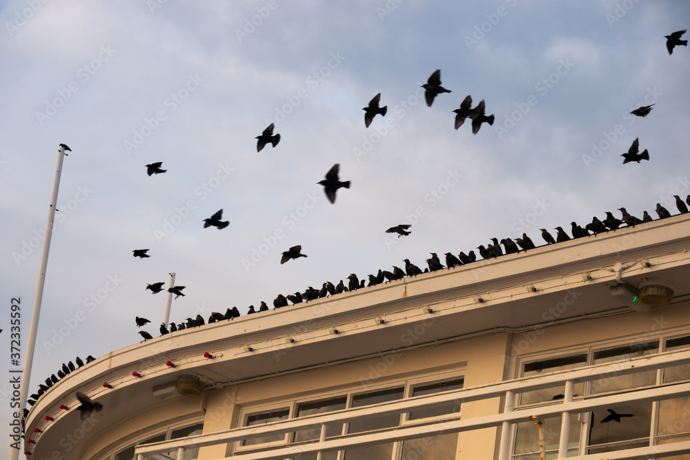 Starling Flight School. Starlings flock and roost as sunset approaches. They were once very common but are now on the conservation Starling Flight School. Starlings flock and roost as sunset approaches. They were once very common but are now on the conservation