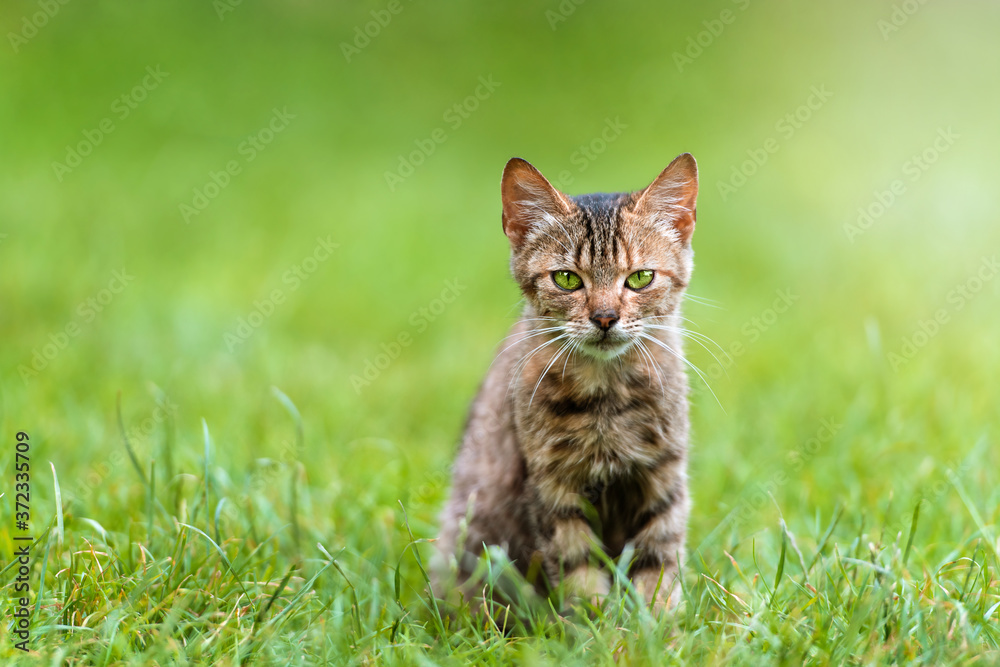 Young cat sitting on a meadow
