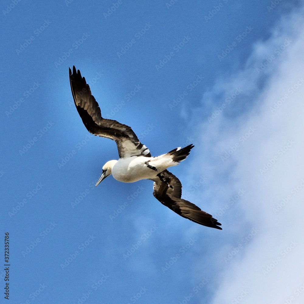 A view of a Gannet Flying over Bass Rock in Scotland A view of a Gannet Flying over Bass Rock in Scotland