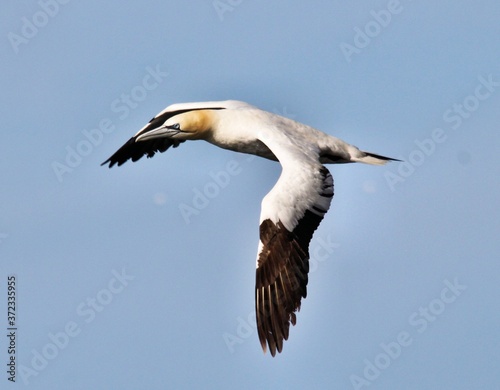 A view of a Gannet Flying over Bass Rock in Scotland © Simon Edge