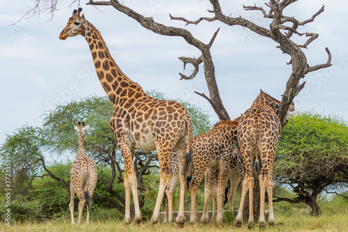 The Masai Giraffes 