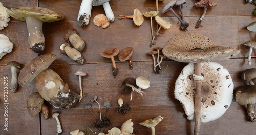 Foto Fungi world. Different kind of mushrooms on a wooden table.