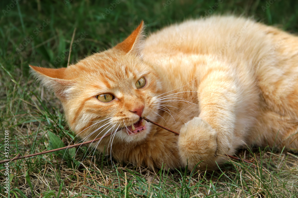 Portrait rot getigerte liegende Katze bei der Zahnpflege
