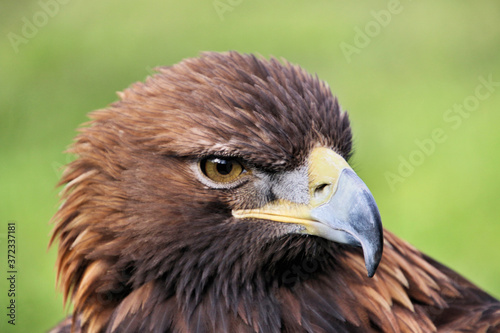 A close up of a Golden Eagle