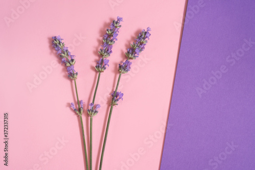 Many beautiful purple lavender flowers on the pink and purple background.