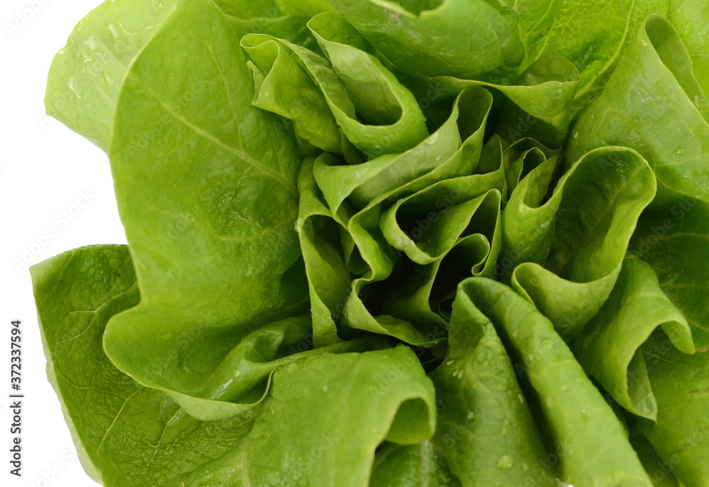 Green butter lettuce vegetable or salad on white surface. Fresh green salad isolated on white background. Food background with drops of water. Fresh butterhead salad. Green butter lettuce vegetable or salad on white surface. Fresh green salad isolated on white background. Food background with drops of water. Fresh butterhead salad.
