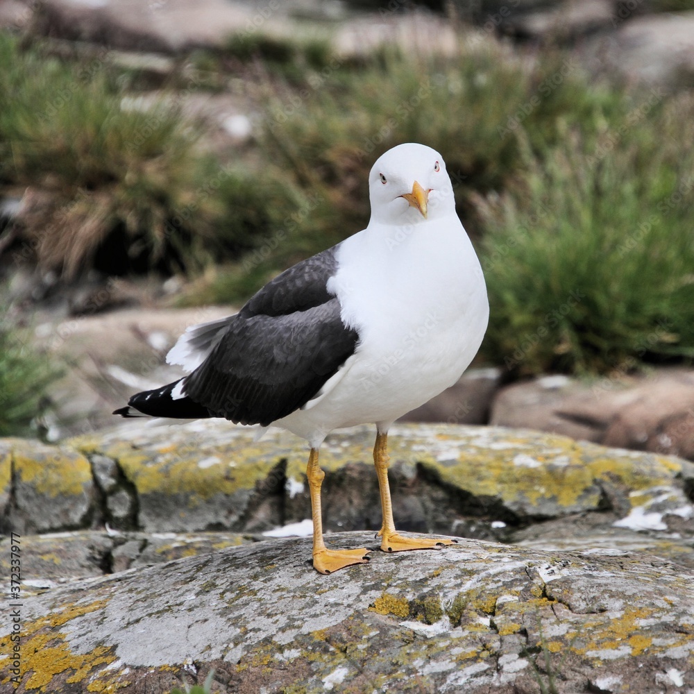 A Great Black Backed Gull on a rock A Great Black Backed Gull on a rock