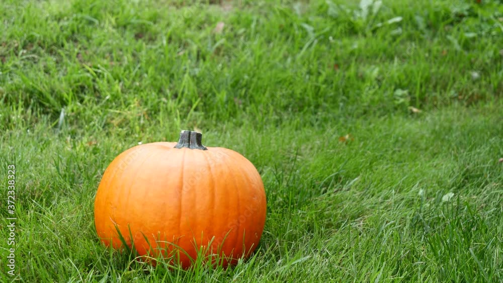 ripe pumpkin on the green grass ripe pumpkin on the green grass