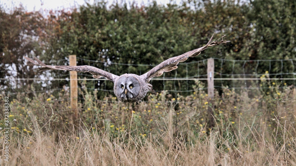 Fototapeta premium A Great Grey Owl in Flight