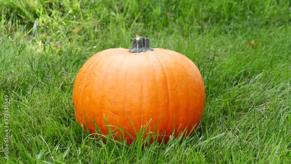 ripe pumpkin on the green grass ripe pumpkin on the green grass