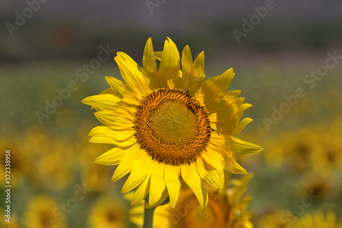 sunflower in the field