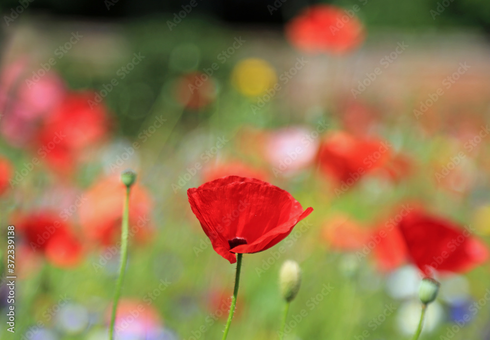 Fototapeta premium red poppy flowers