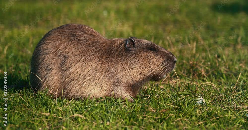 Coypu eating grass in the forest