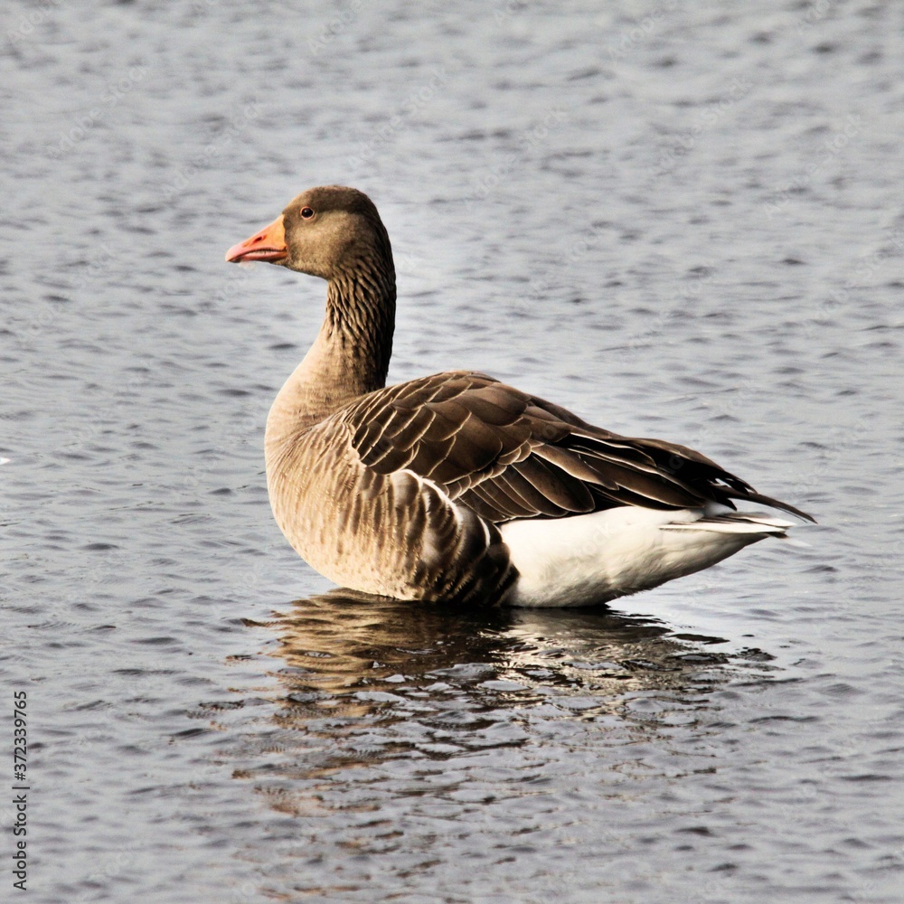 Fototapeta premium A picture of a Greylag Goose