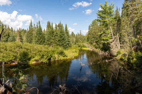 Fototapeta Naklejka Na Ścianę i Meble -  Creek through green Canadian forest with blue sky