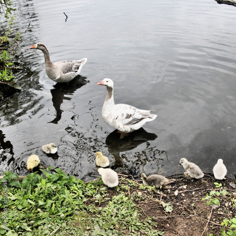 A close up of some Geese with Goslings A close up of some Geese with Goslings