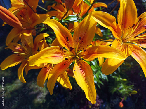 Obraz na płótnie photography of blooming lilies in summer. beautiful orange lilies w salonie