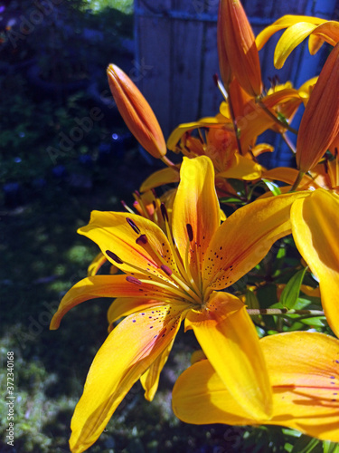 Obraz na płótnie photography of blooming lilies in summer. beautiful orange lilies w salonie