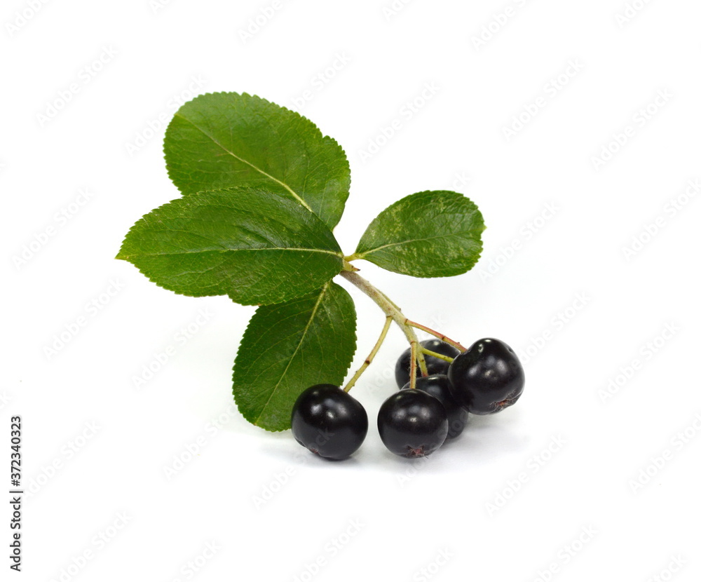 Chokeberry with green leaves isolated on white background. Black aronia. Branch of black chokeberry (Aronia melanocarpa) with green leaves isolated on white background. Chokeberry with green leaves isolated on white background. Black aronia. Branch of black chokeberry (Aronia melanocarpa) with green leaves isolated on white background.