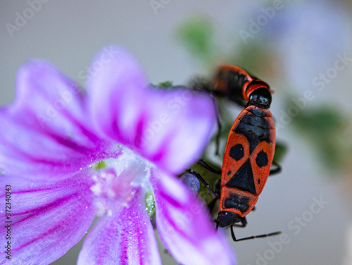 Pyrrhocoris Apterus