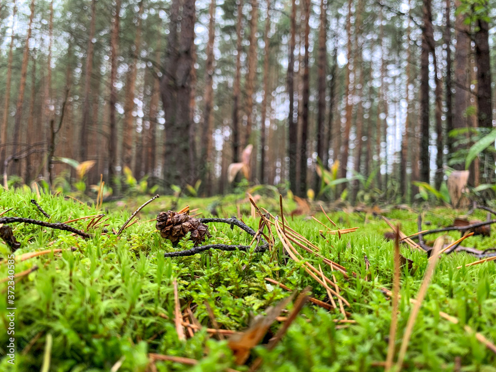 Green moss on the background of the forest. Pine cone with dry leaves on the moss. Beautiful green moss on the floor, moss close-up, beautiful background of moss. Green moss on the background of the forest. Pine cone with dry leaves on the moss. Beautiful green moss on the floor, moss close-up, beautiful background of moss.
