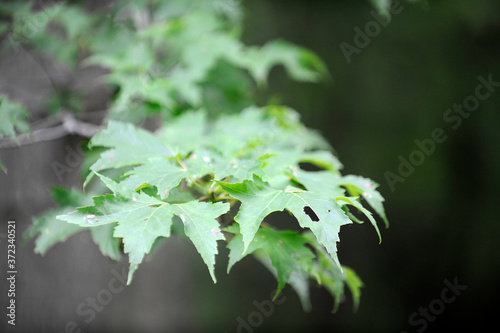 des feuilles d'un arbre dans la forêt photo