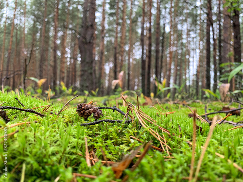 Green moss on the background of the forest. Pine cone with dry leaves on the moss. Beautiful green moss on the floor, moss close-up, beautiful background of moss.