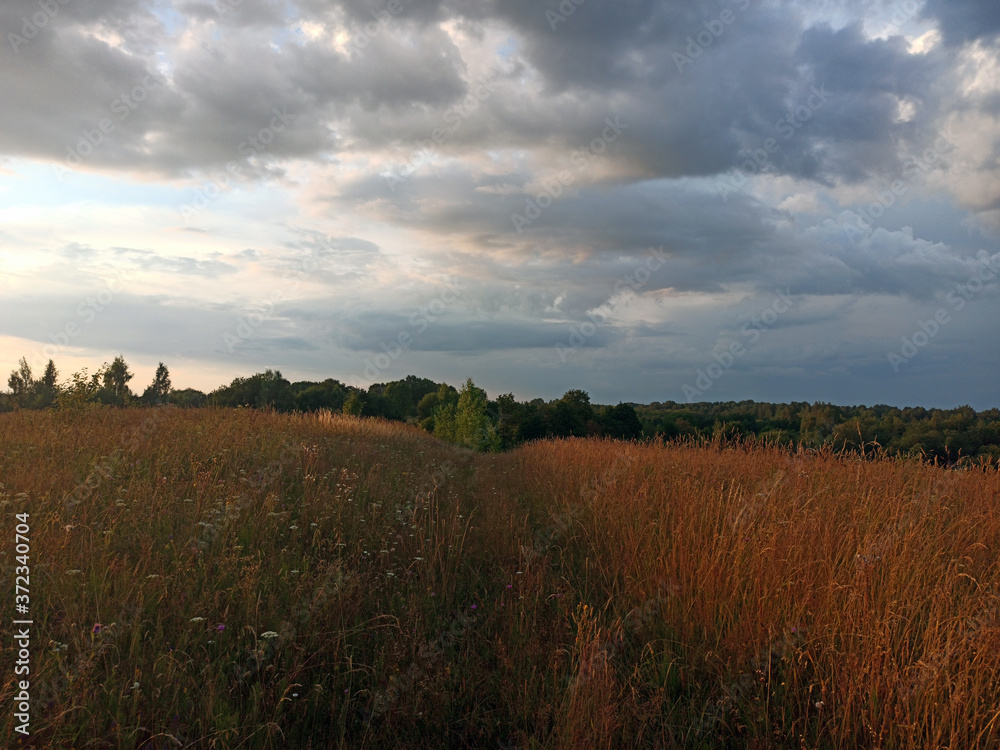 photo of the field on a summer evening