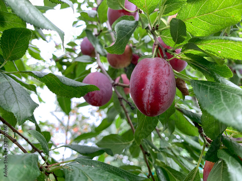 Plum tree with ripe plum fruit. Close-up of plums ripened on a branch. The harvest of plums. Fruit, healthy food, vegetarianism. Organic plum tree in the garden.
