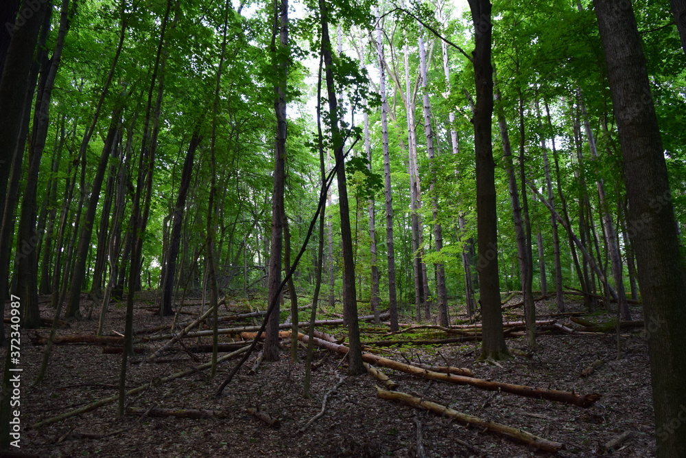 Fototapeta premium Forest landscape with tall green trees and broken tree trunks