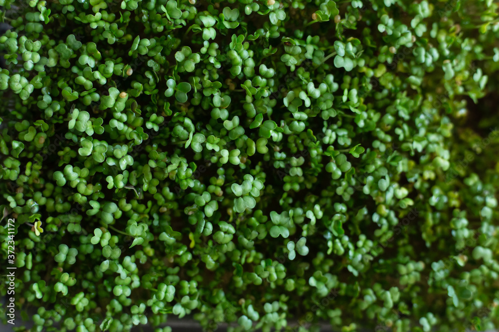 Micro green sprouts of mustard grows on the windowsill. Home garden and healthy lifestyle concept, vegan. Selective focus. Close up Micro green sprouts of mustard grows on the windowsill. Home garden and healthy lifestyle concept, vegan. Selective focus. Close up