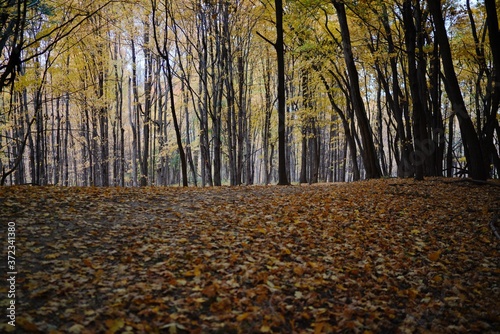 autumn trees in the park