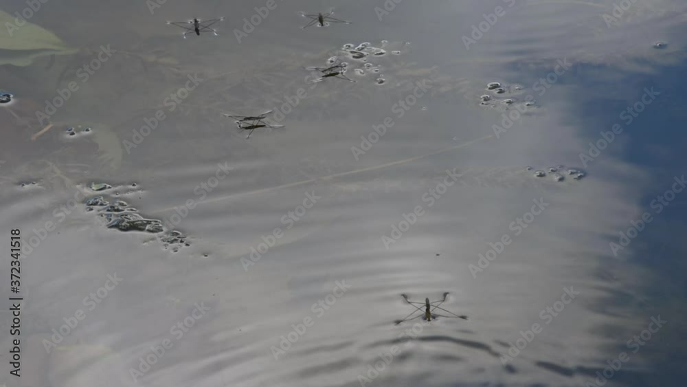 Water striders walking on the water surface and clouds reflecting in the water Water striders walking on the water surface and clouds reflecting in the water