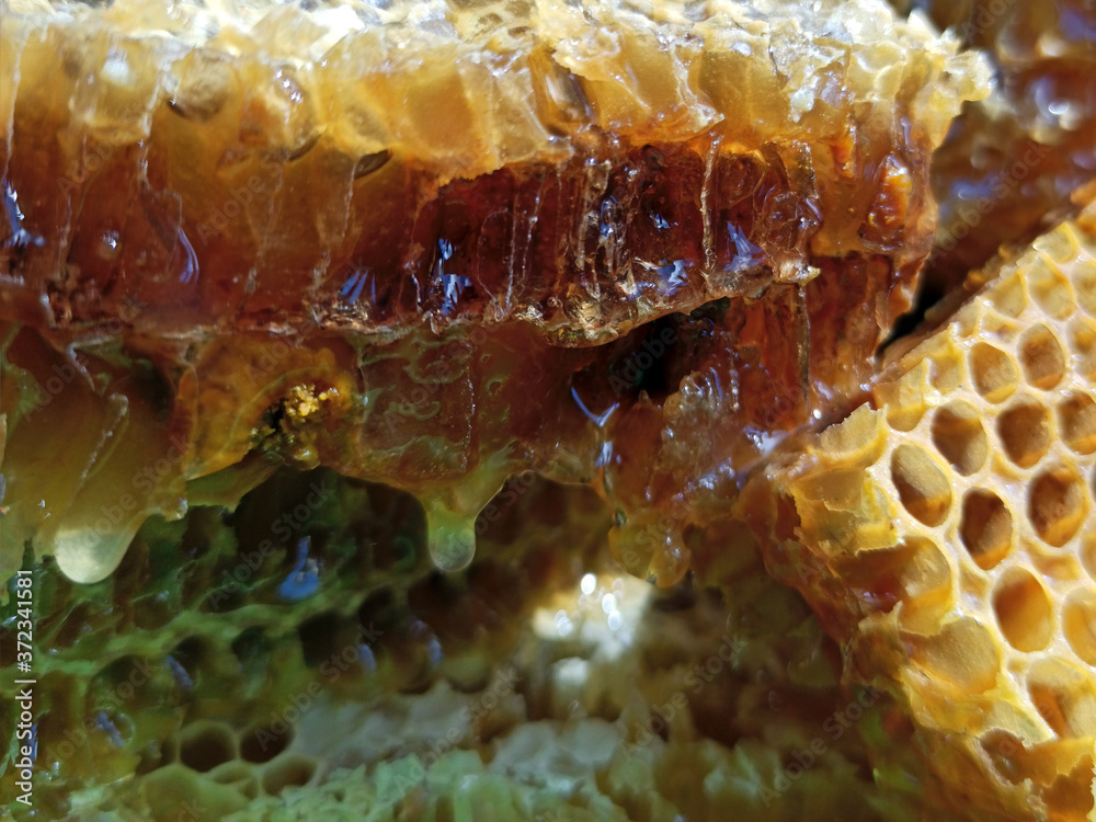 Fresh honey in comb. Healthy food concept, diet