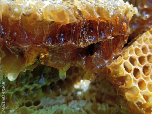 Obraz na płótnie Fresh honey in comb. Healthy food concept, diet
w salonie