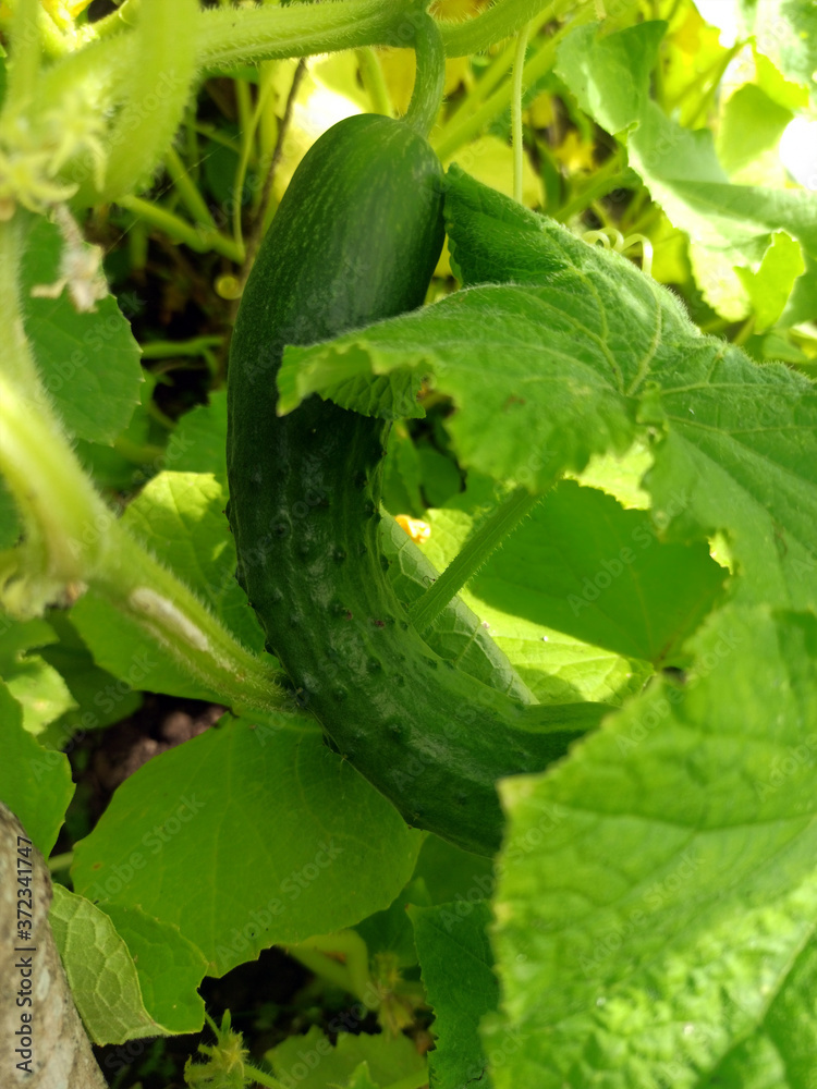 photo of cucumber plant in summer on a sunny day