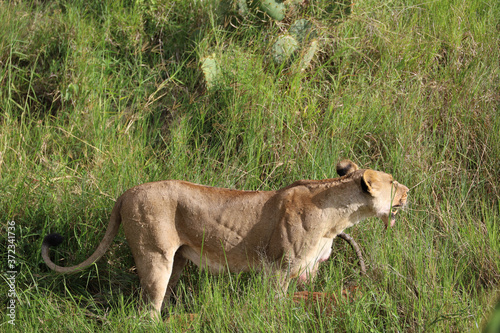 africa safari lion hunting prey