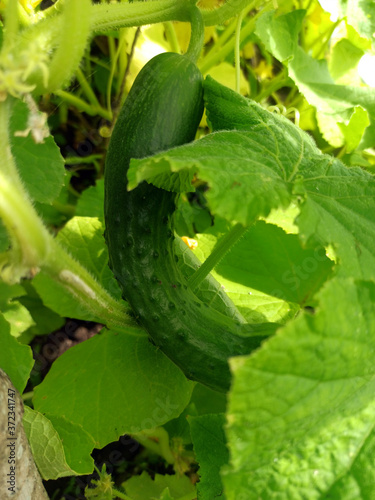 Obraz na płótnie photo of cucumber plant in summer on a sunny day w salonie