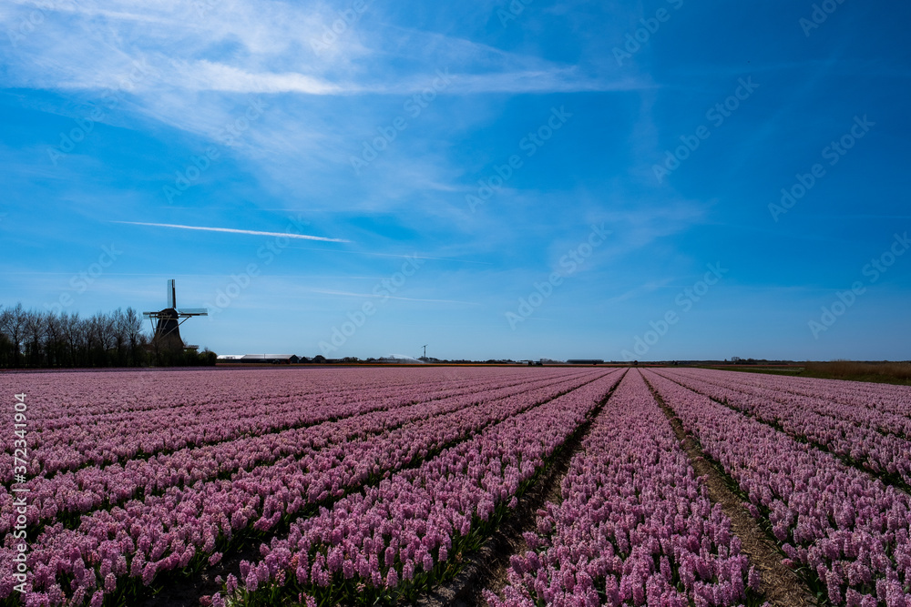 Pink flower field in rows with a windmill in the background. Flower agriculture business, Floriculture. Spring in the Netherlands.