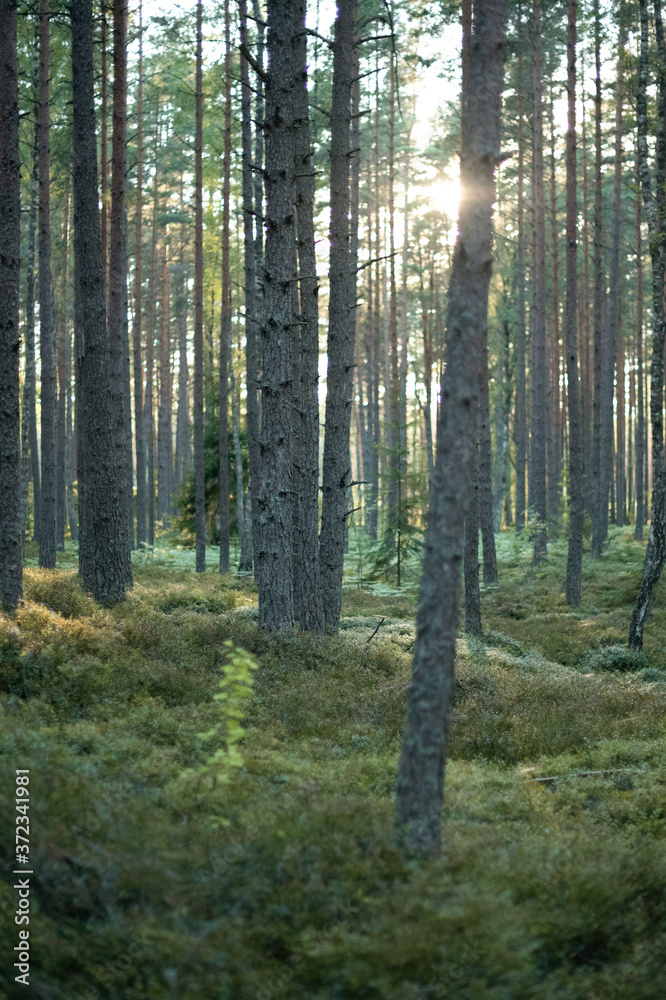 evening sun in the woods