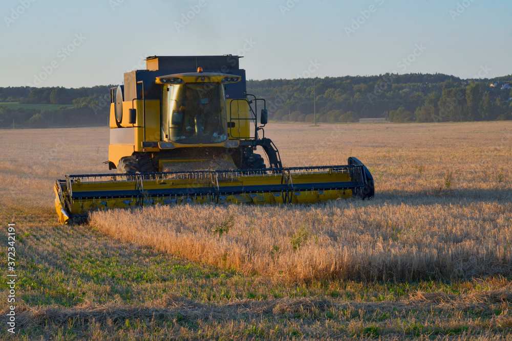 combine harvester working on a wheat field