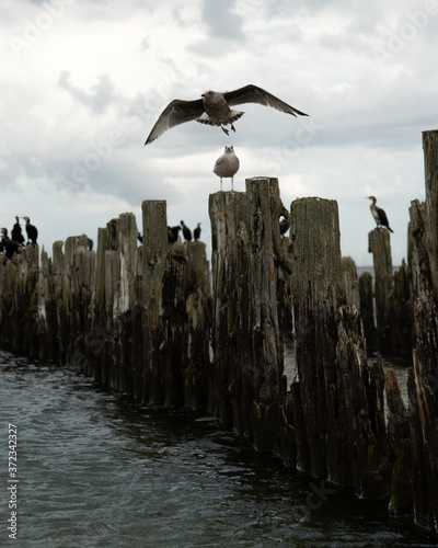 old pier in the sea from withered old wooden stakes with birds photo