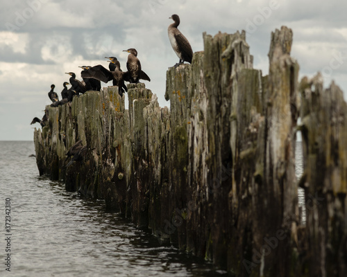 Obraz na plátně old pier in the sea from withered old wooden stakes with birds