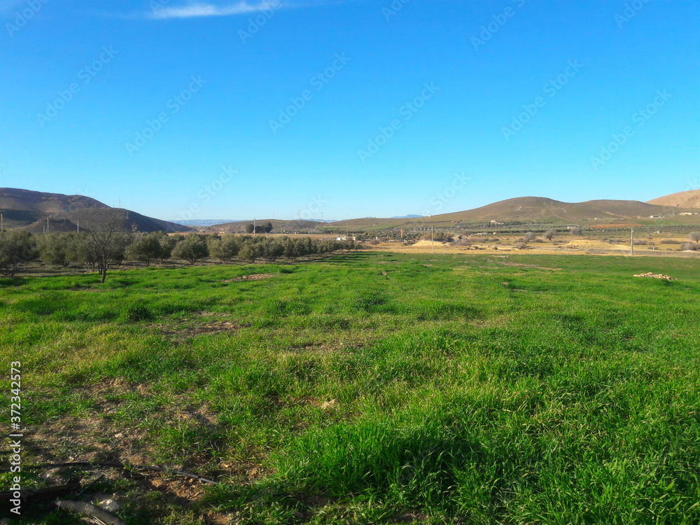 pasture in the outskirts of oujda city in morocco