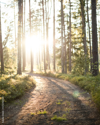 sunlit forest trail