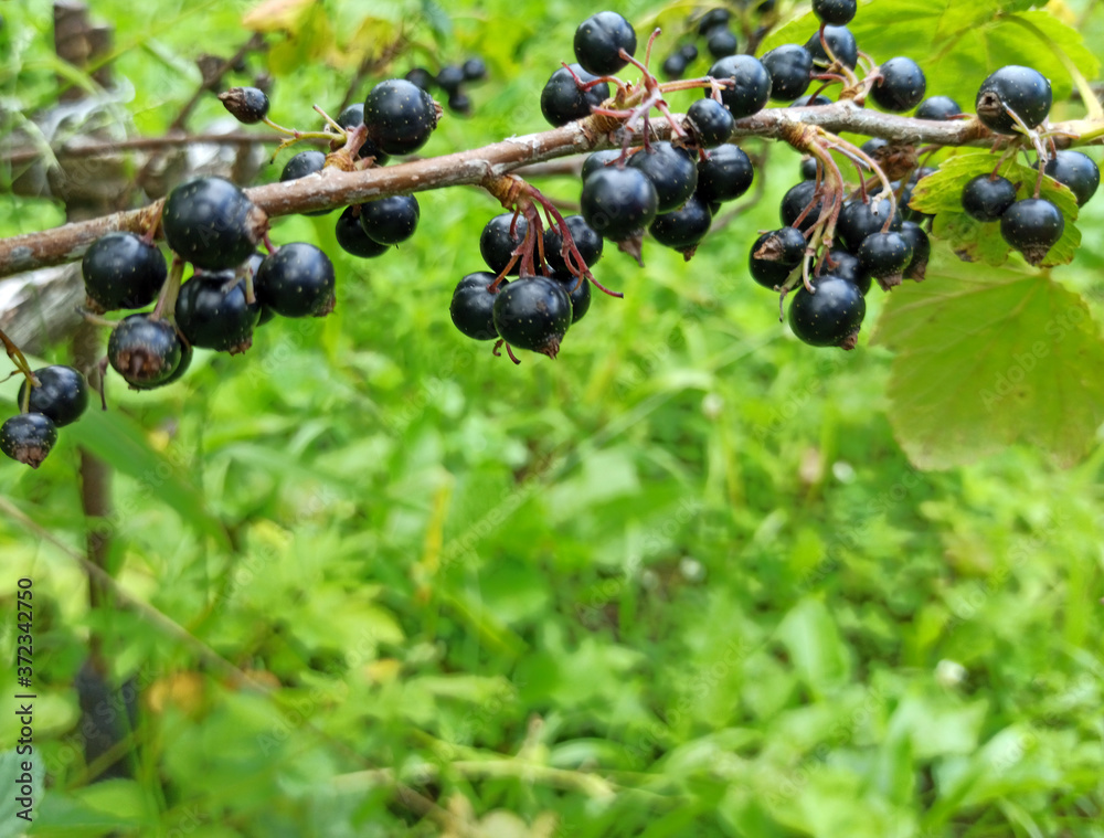 photo of black currant on a branch in summer photo of black currant on a branch in summer