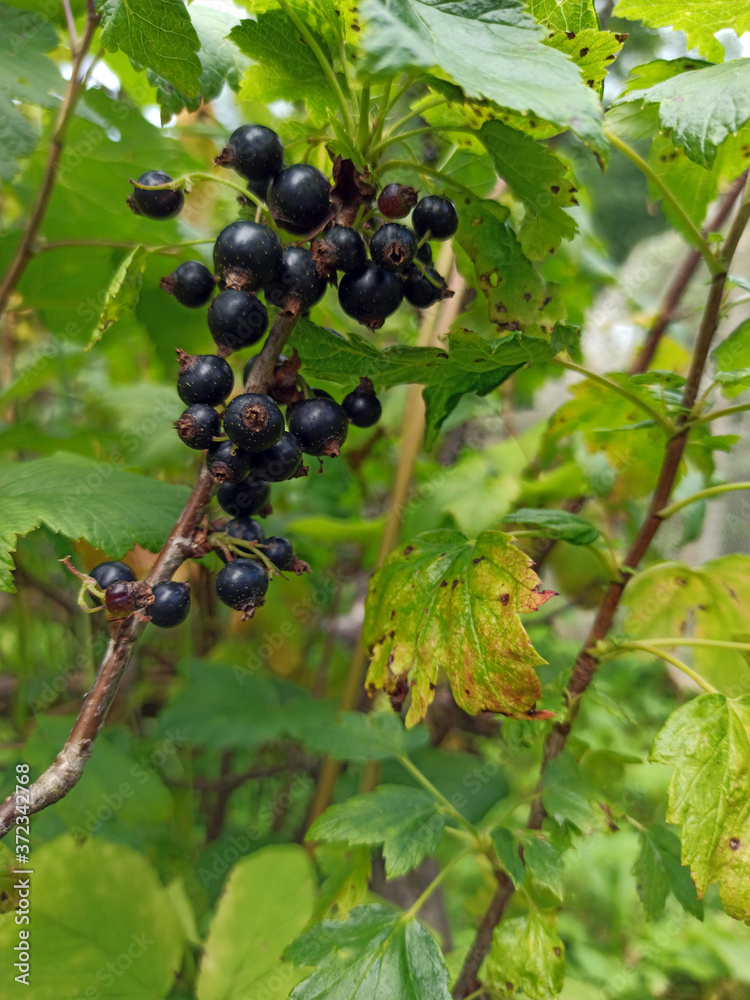 photo of black currant on a branch in summer