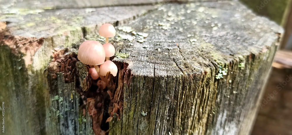 Photo of toadstool mushrooms on an old tree stump
