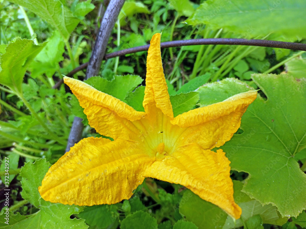 photo of cucumber plant in summer on a sunny day