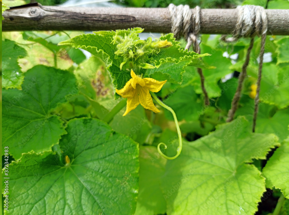 photo of cucumber plant in summer on a sunny day